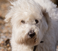 dog