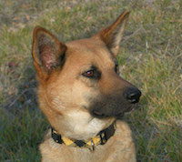dog